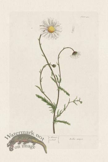 BEE 042 Ox-Eye Daisy